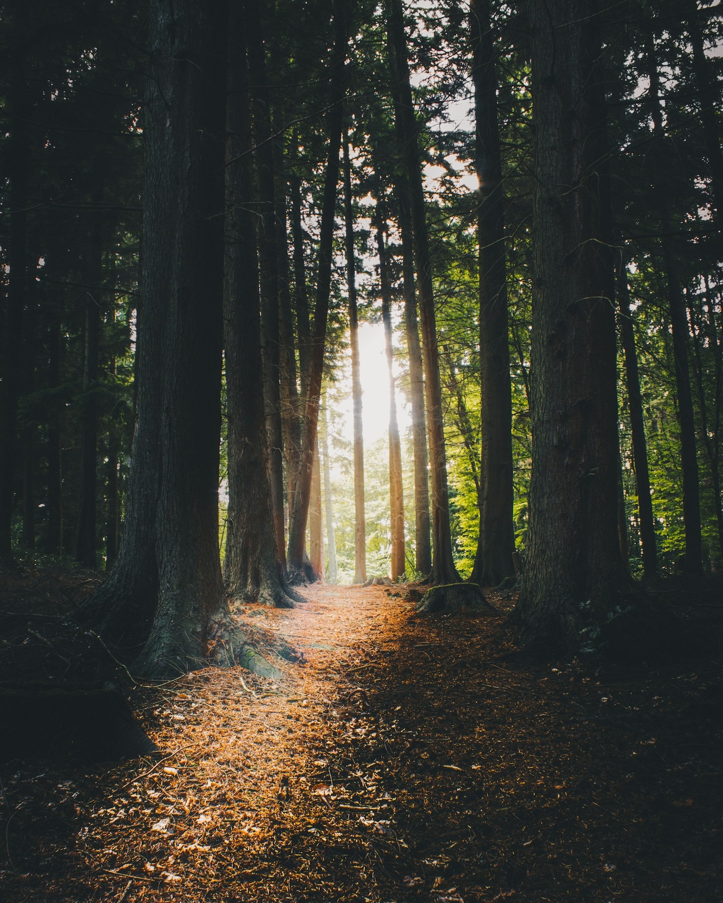 Guiding Yourself Back to Happiness